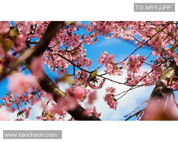 鸟夕砂岩与大阪樱花的精彩对决谁能笑到最后